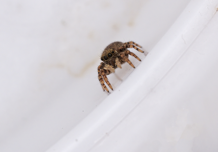Pseudeuophrys sp., forse lanigera. Ma  la stessa specie?
